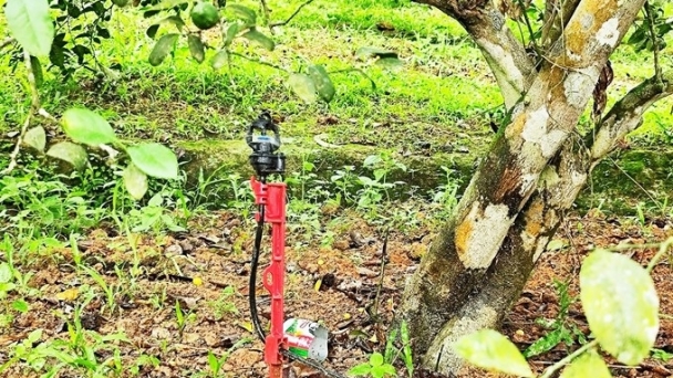 Sweet oranges, laden with fruits thanks to Israeli irrigation technology